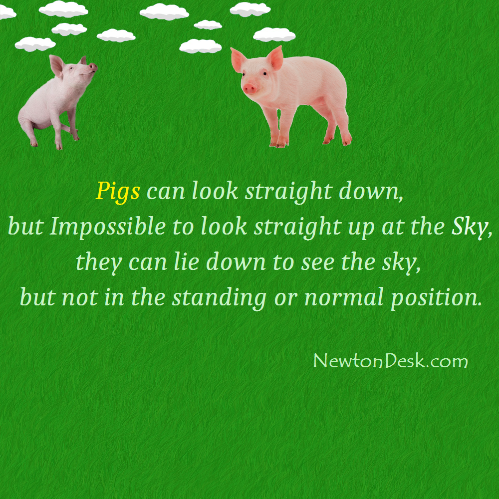 Pig can’t looking up at the sky
