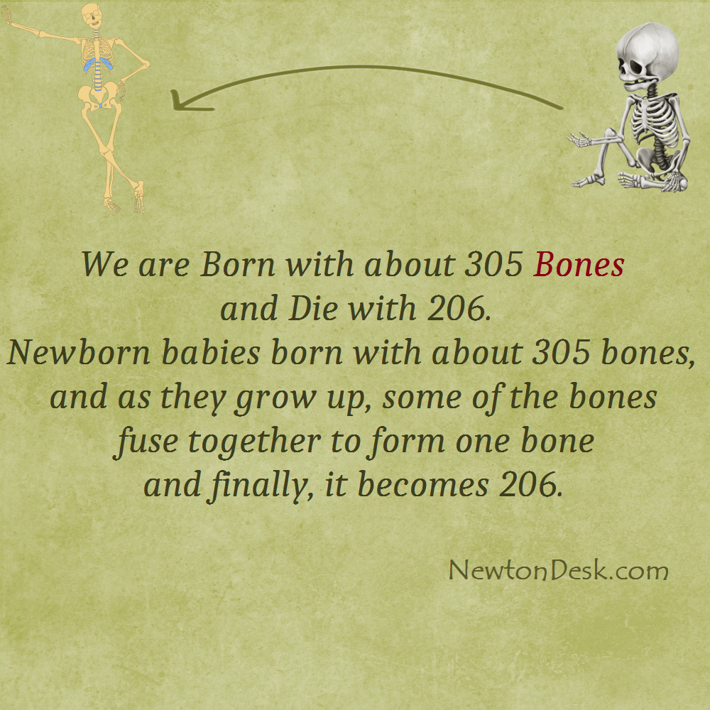 bones in newborn baby and adults