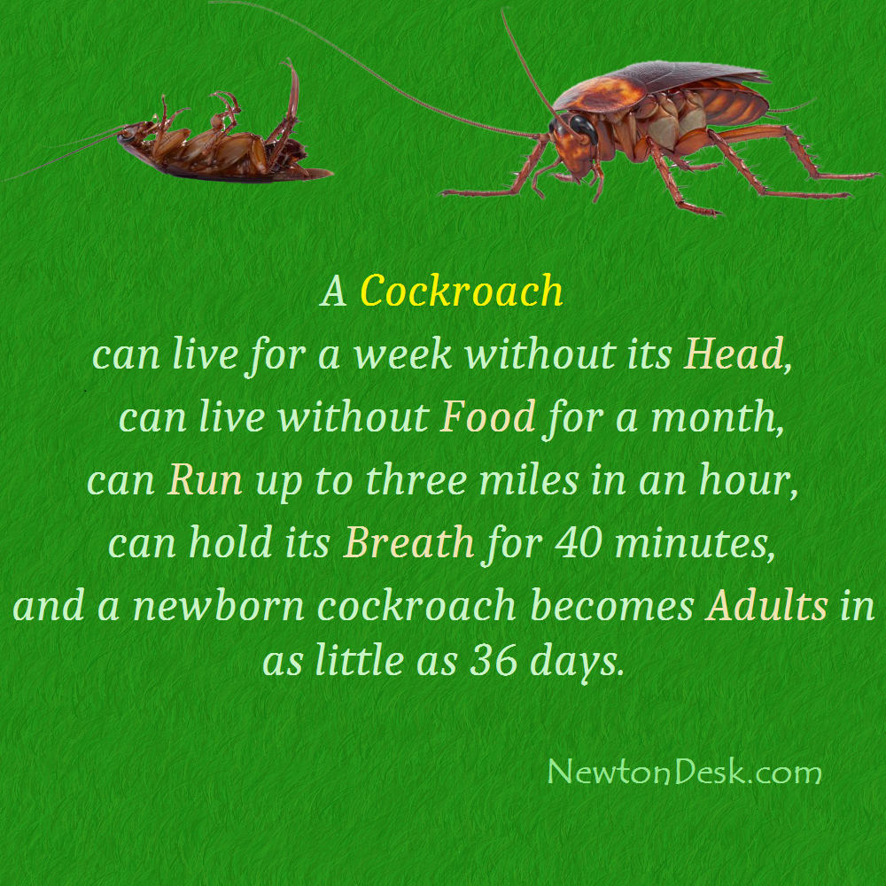 cockroach head and food facts