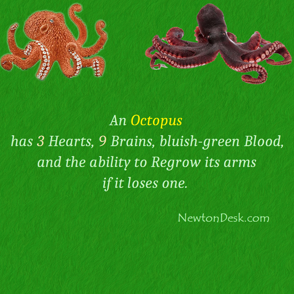 octopus brain heart blood facts
