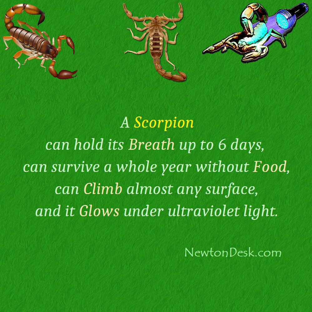 scorpion hold breath facts