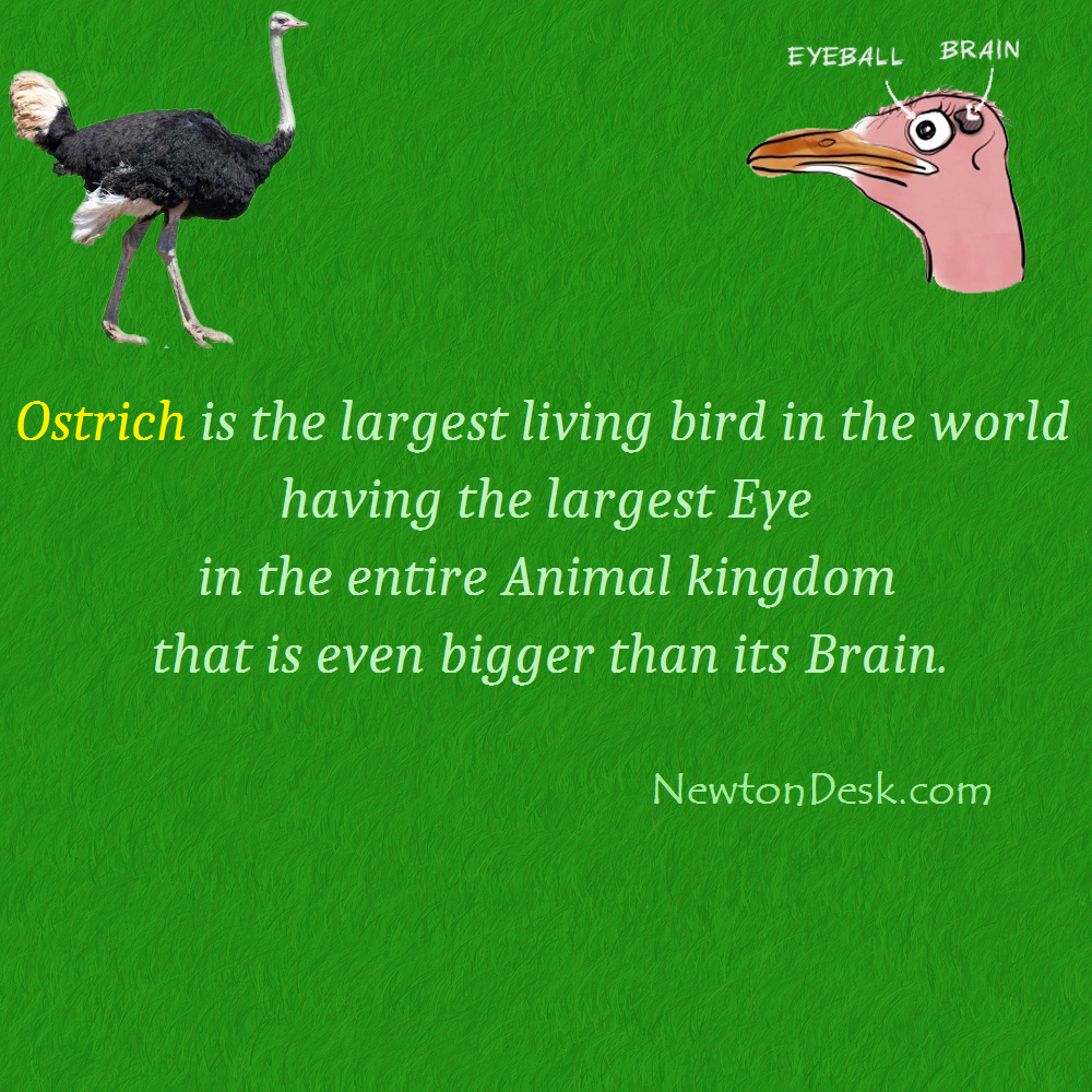 the ostriches eyes interesting facts