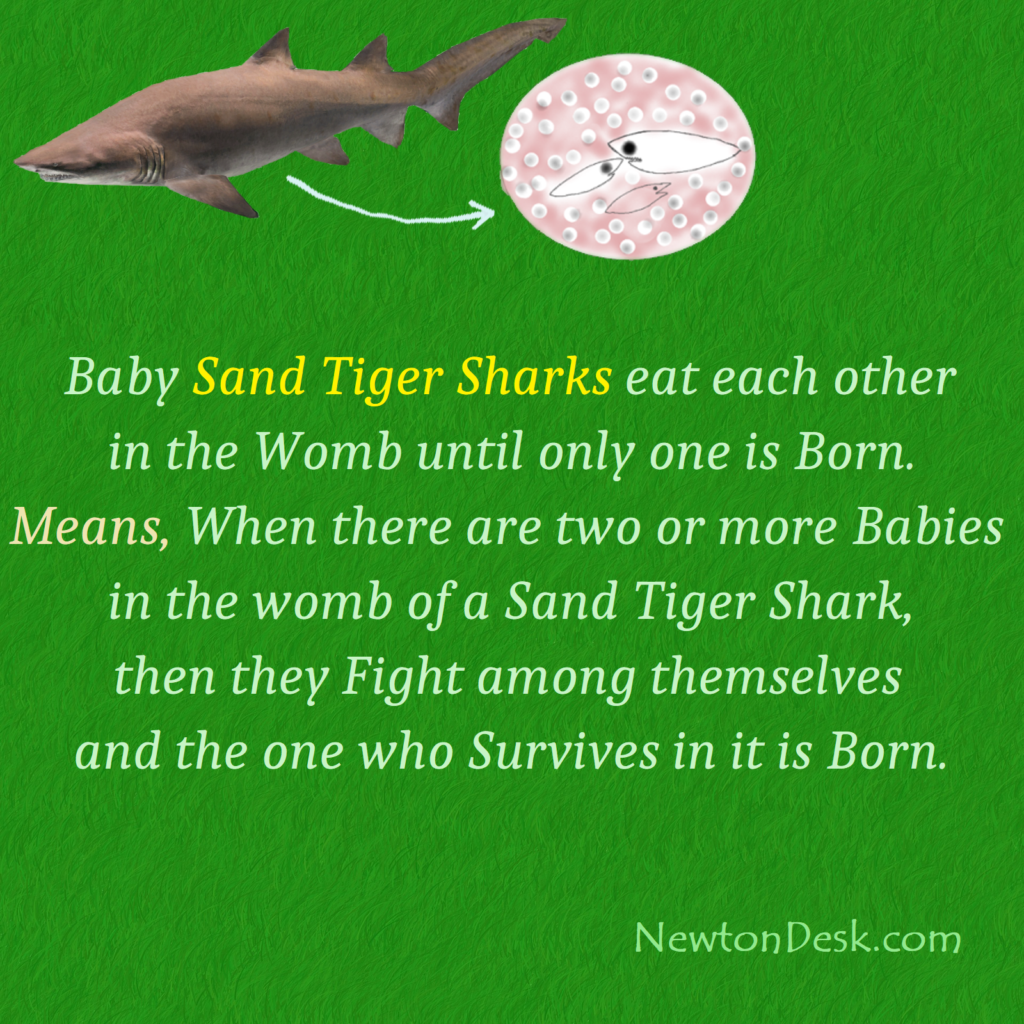 Sand Tiger Sharks womb