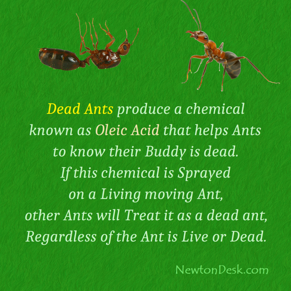 dead ants