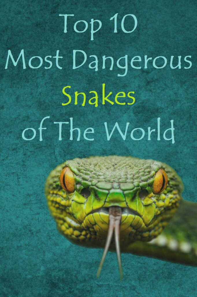 most dangerous snakes of the world
