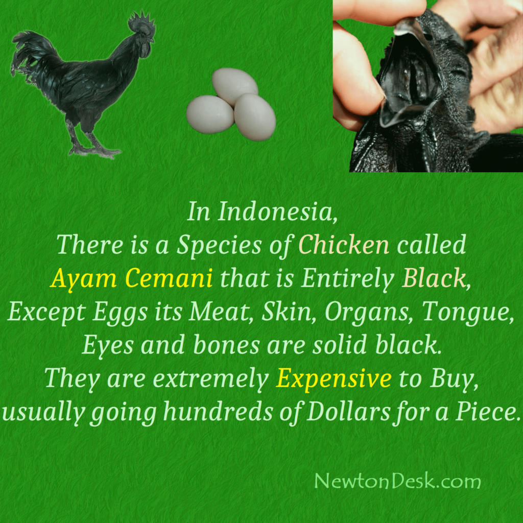 black chicken eggs meat & bones