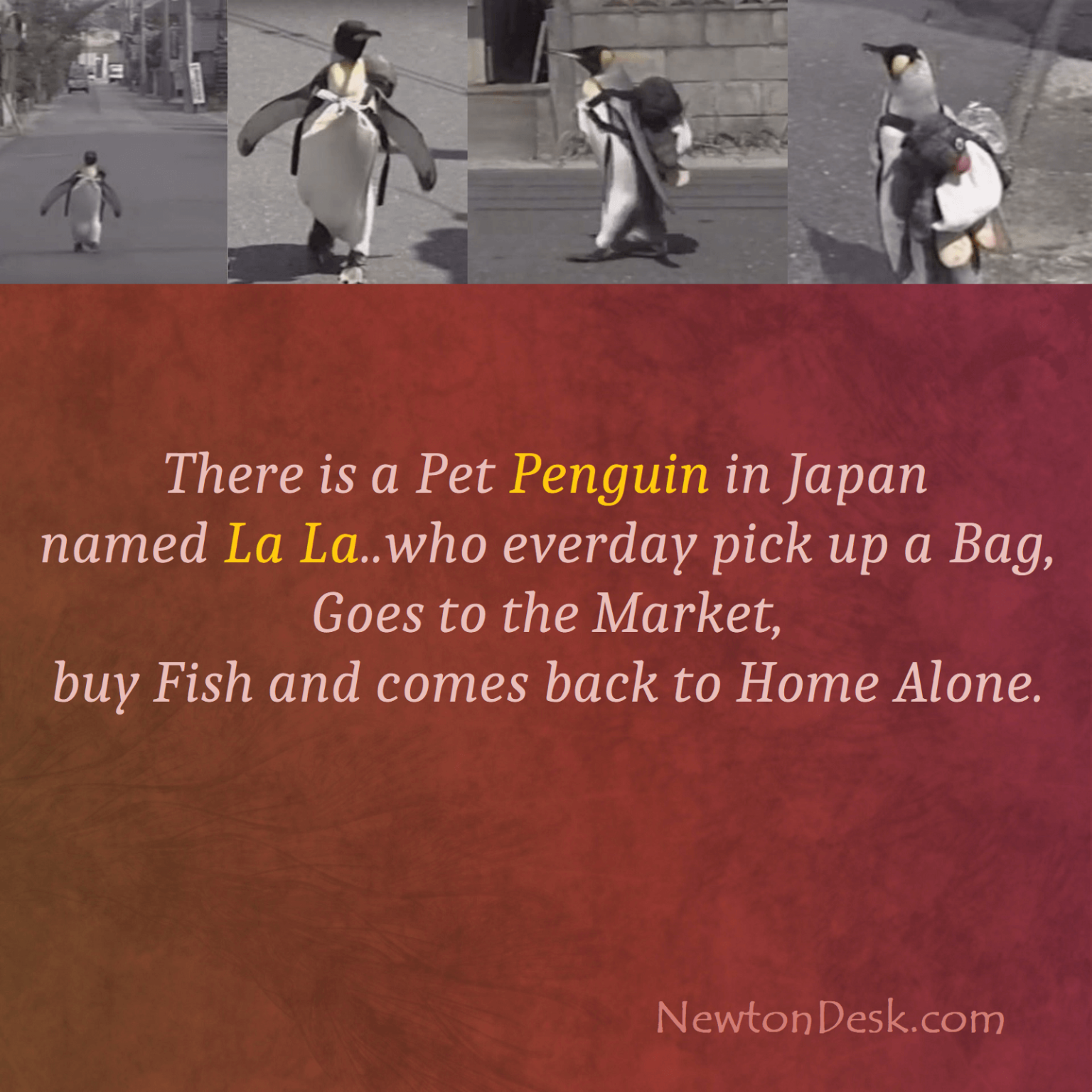 Pet Penguin LaLa In Japan Collects Fish From Fish Market Facts