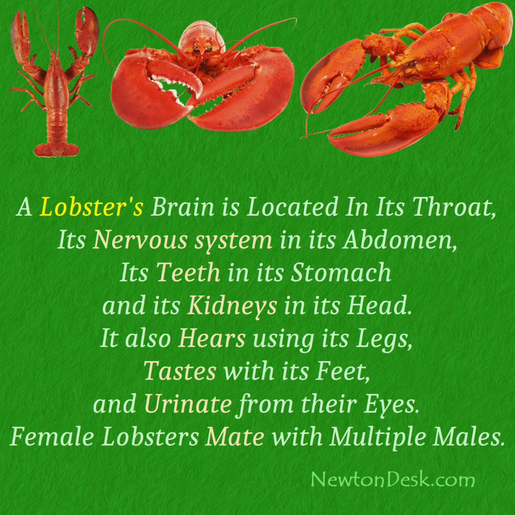 lobster facts