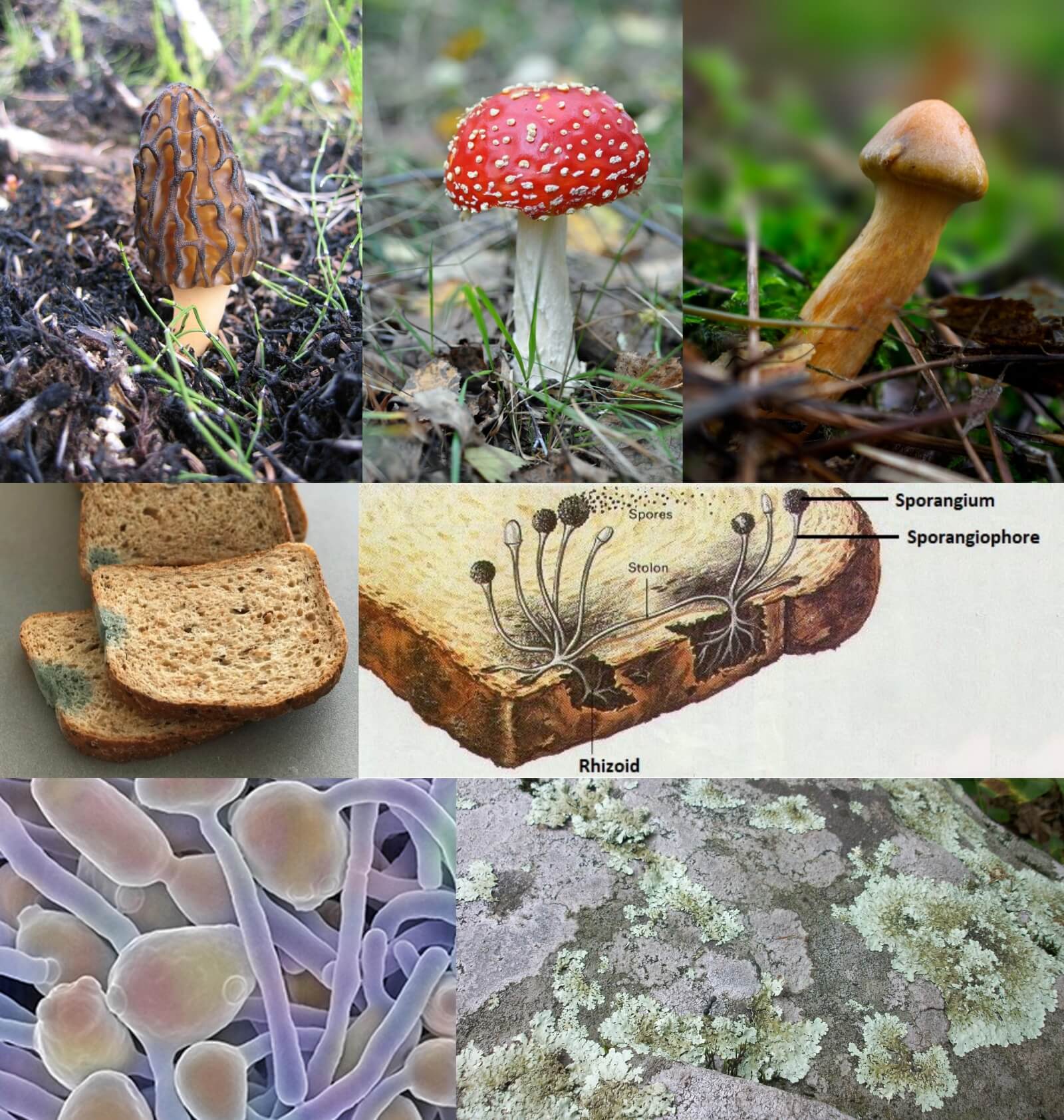 Microorganisms Fungi Facts
