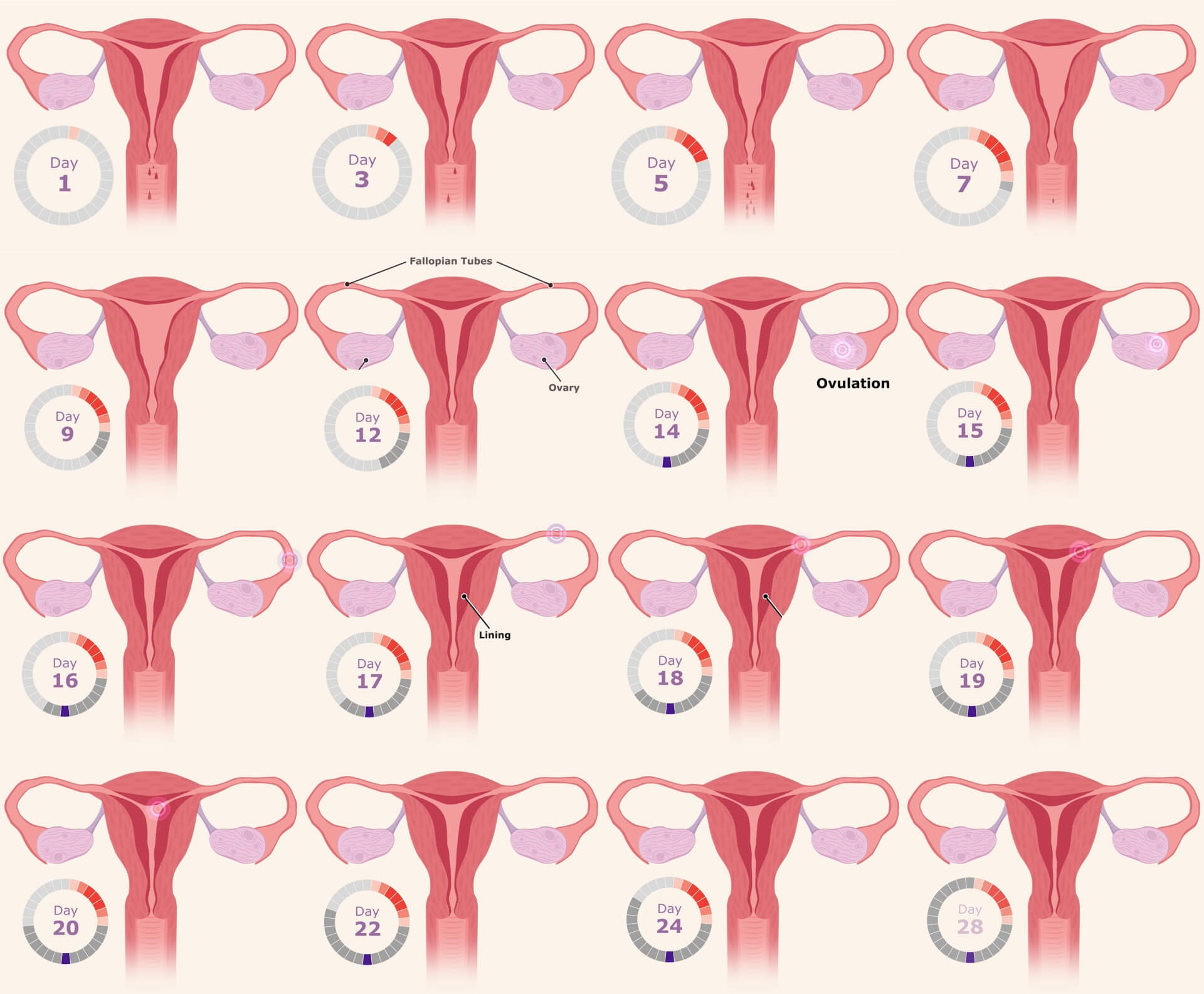 Why Is Menstruation Important For A Woman Menstrual Cup And Pms