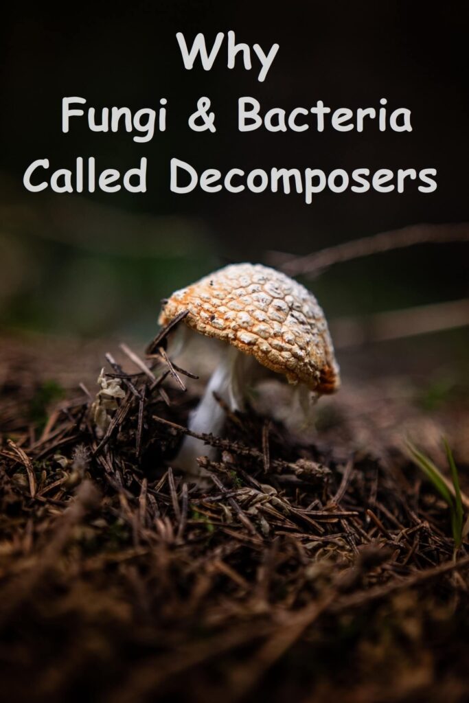why fungi bacteria called decomposers