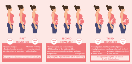 How A Baby (Fetal) Development In First Second & Third Trimester?