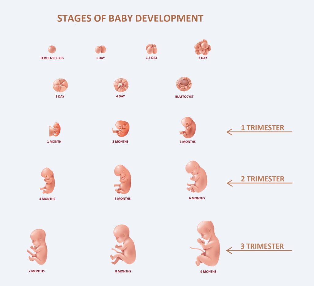 How A Baby Fetal Development In First Second And Third Trimester