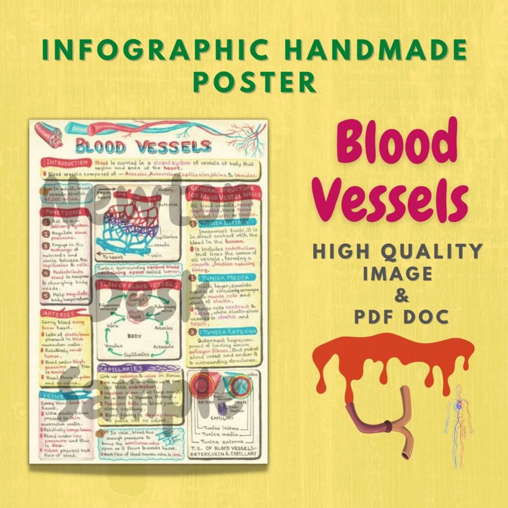 human blood vessels infographic image
